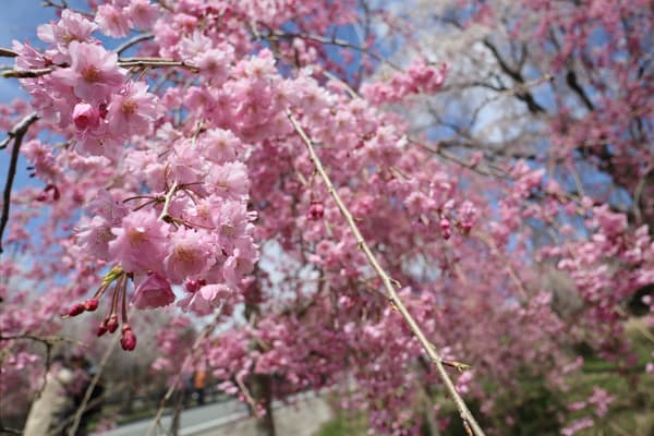 Cherry blossoms in Aso bloom later than in Kumamoto City