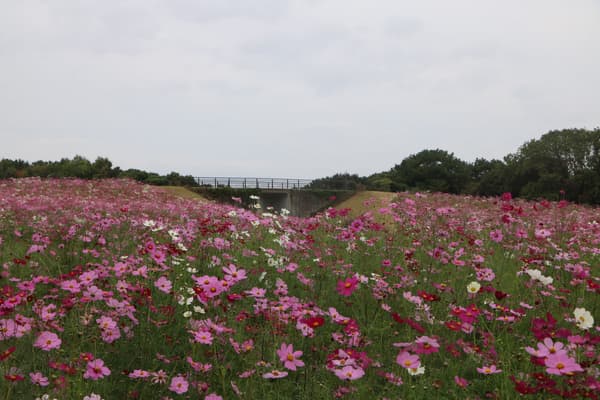 Cosmos floreciendo en la Colina de las Flores