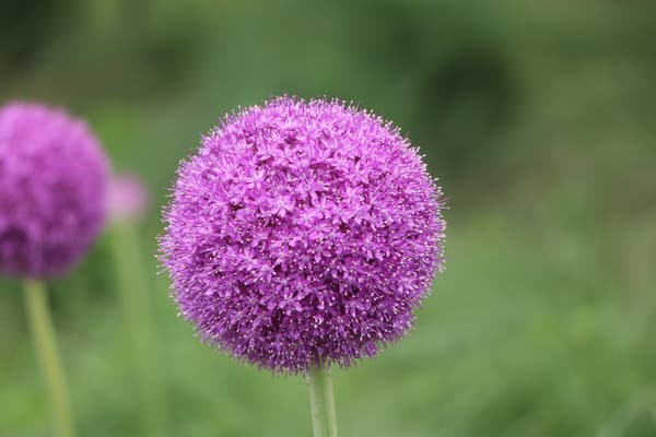 池畔的大花葱