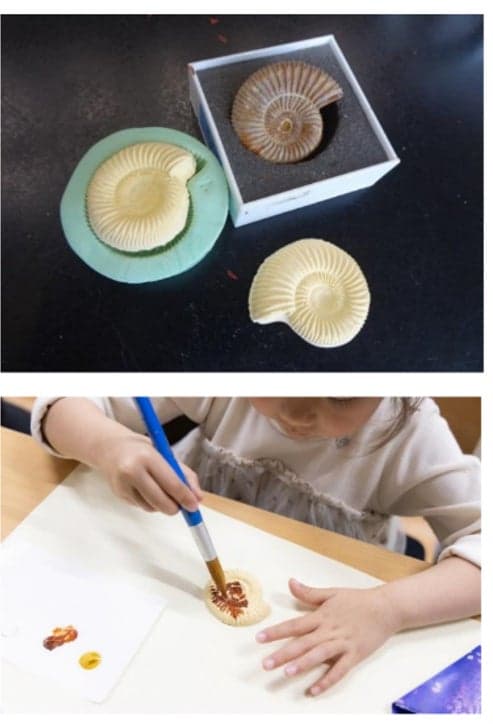 菊石化石模型製作