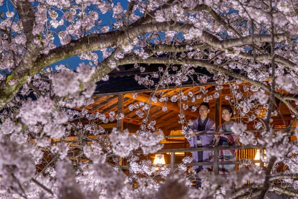 晚間時段點亮夜櫻