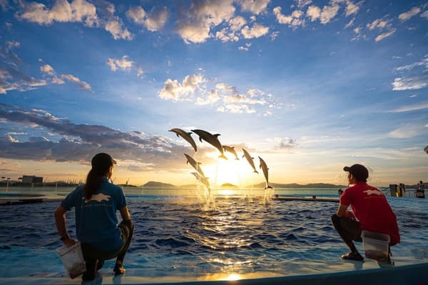 海豚落日表演图片