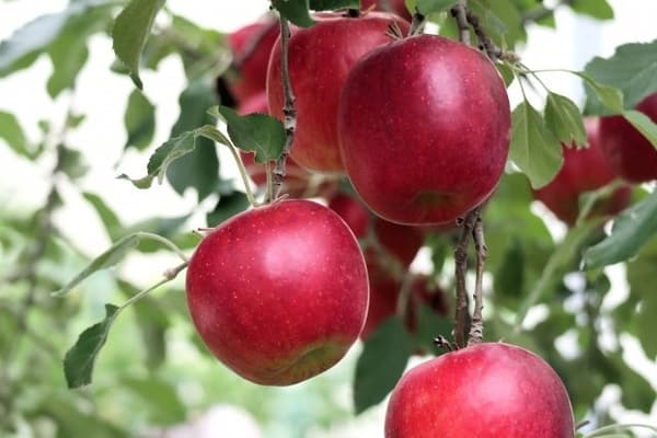 Kogyoku apples