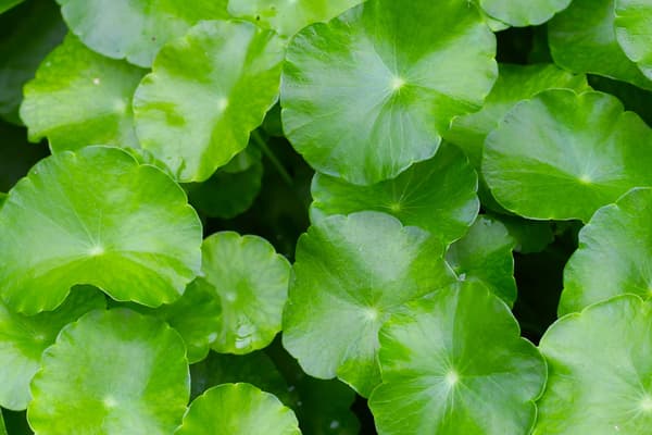 Daun Centella asiatica