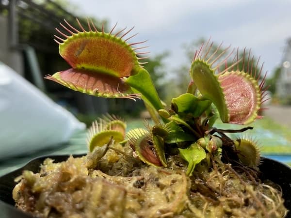 Venus flytrap