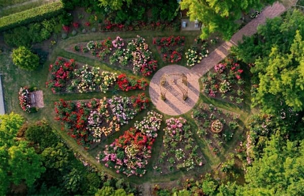 장미 정원 개화 이미지