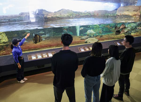 Shark feeding experience at Kamogawa Sea World