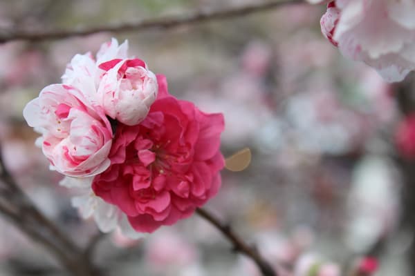 谷間の道路沿いに咲く色とりどりの花桃