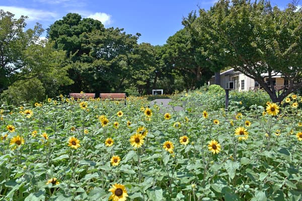 The summer-colored flower garden can be enjoyed through late September