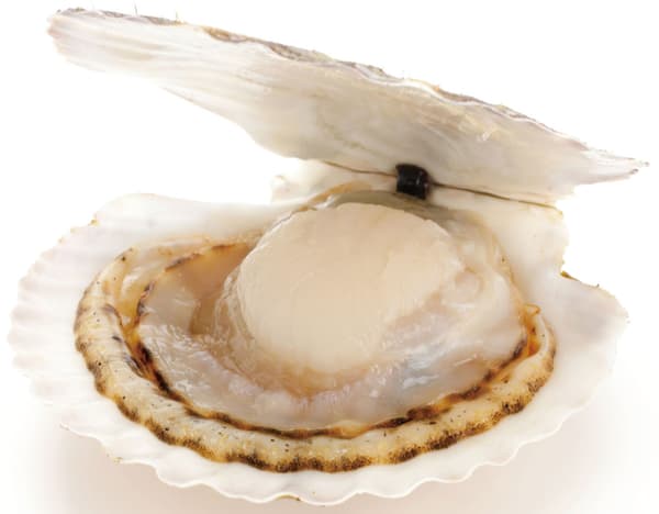 Kerang Simping