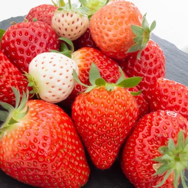 Premium strawberries