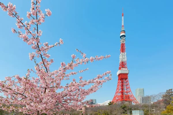 東京塔和櫻花