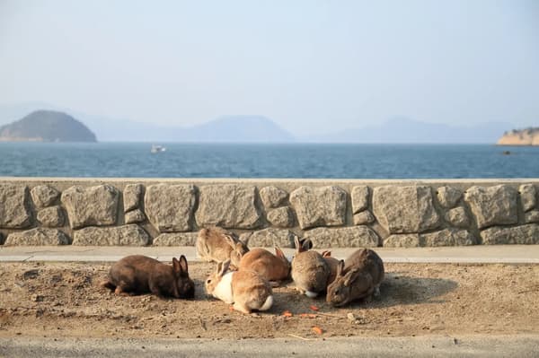 오쿠노시마의 풍경