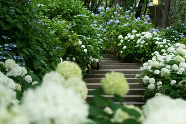 八景島あじさい祭