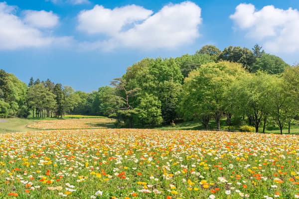 국영 무사시구릉 삼림공원