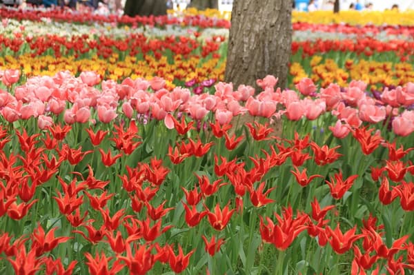 よこはま花と緑のスプリングフェア