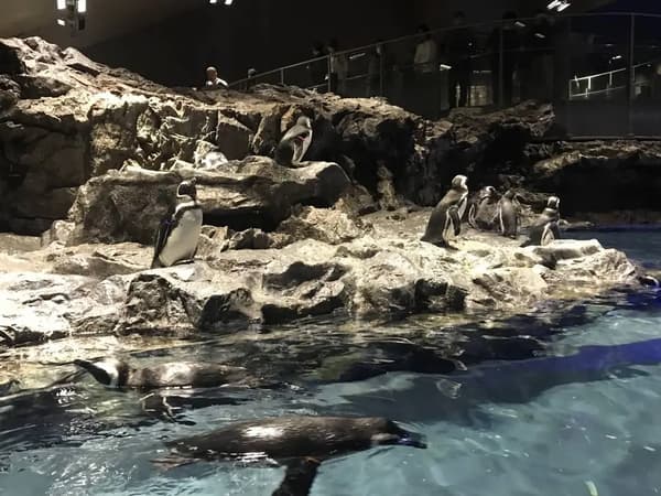 Penguin Exhibit
