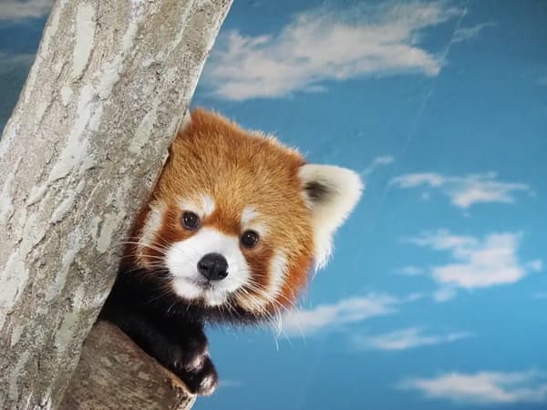 那須動物王國