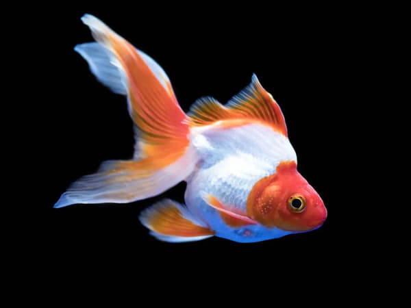 金魚　イメージ