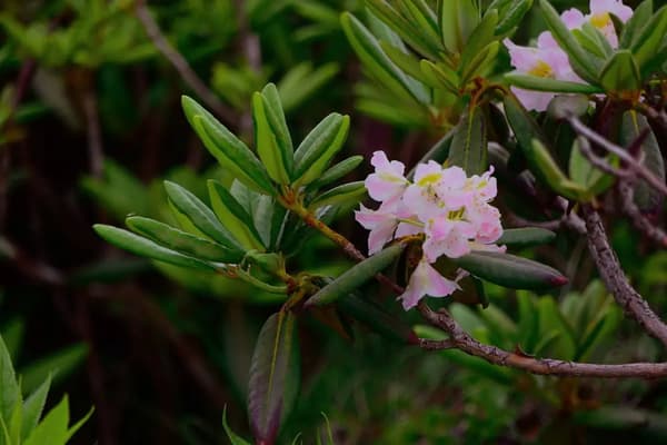 Rhododendron flowers