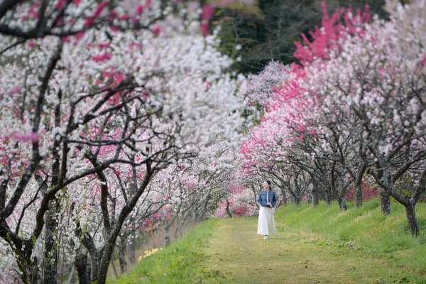 花桃の里の祭り風景