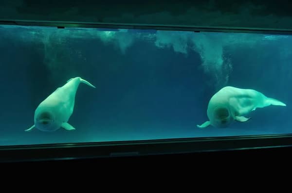Hermosa ballena beluga blanca en el Marine Theater