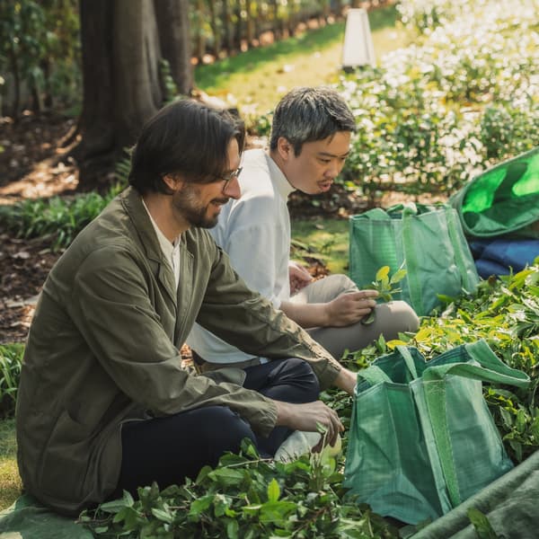 Tea plants grown in the Six Senses Kyoto garden