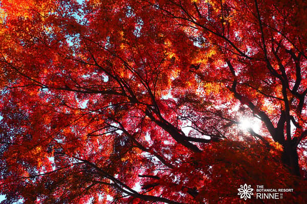 Hojas de otoño en Rinne