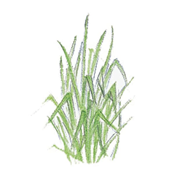 Palmarosa oil