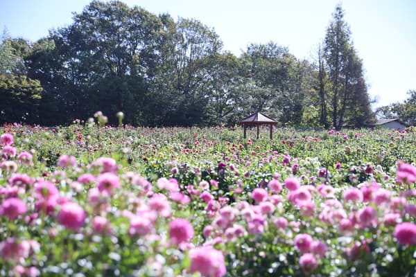 Sera Kogen Farm (fotografiado el 30 de septiembre de 2026)