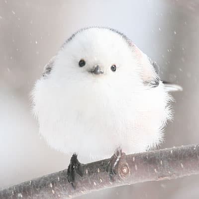 我，岛屿精灵 logo