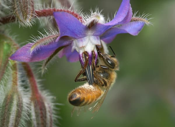 Honeybee collecting nectar from borage