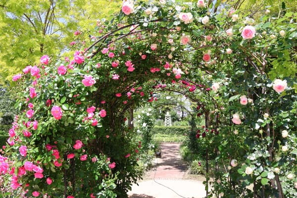 Aeris森林公園的粉色玫瑰拱門