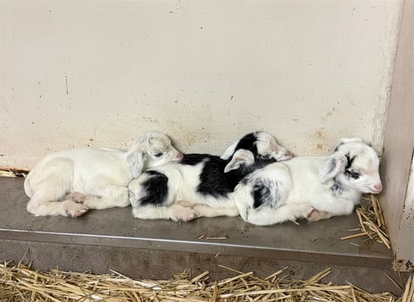 야외 방사장 적응 훈련 중인 아기 염소들