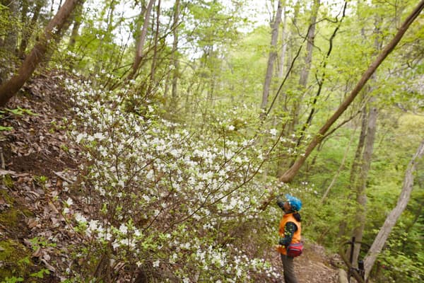 Shirobana Unzen Tsutsuji in full bloom