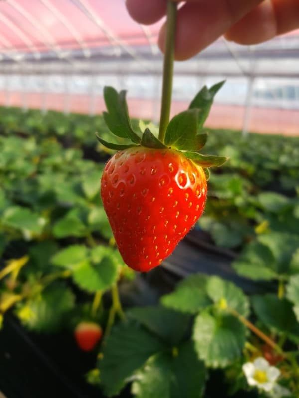 古都华草莓