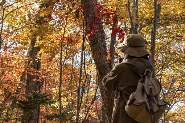 Enjoy the variety of trees and changing leaf colors along the trail