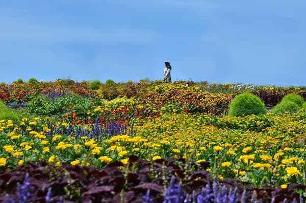 Un punto fotográfico rodeado de coloridas flores