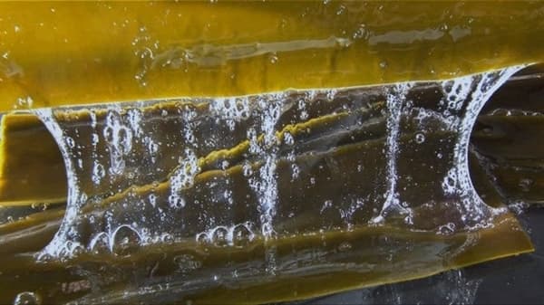 Tres ingredientes de kombu de Rishiri
