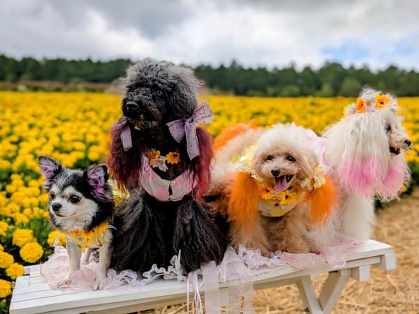 YATZ GARDEN flower field