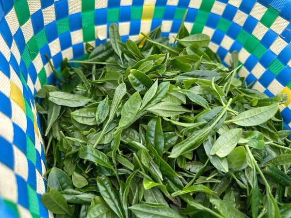 东京繁田园茶铺的茶园源头