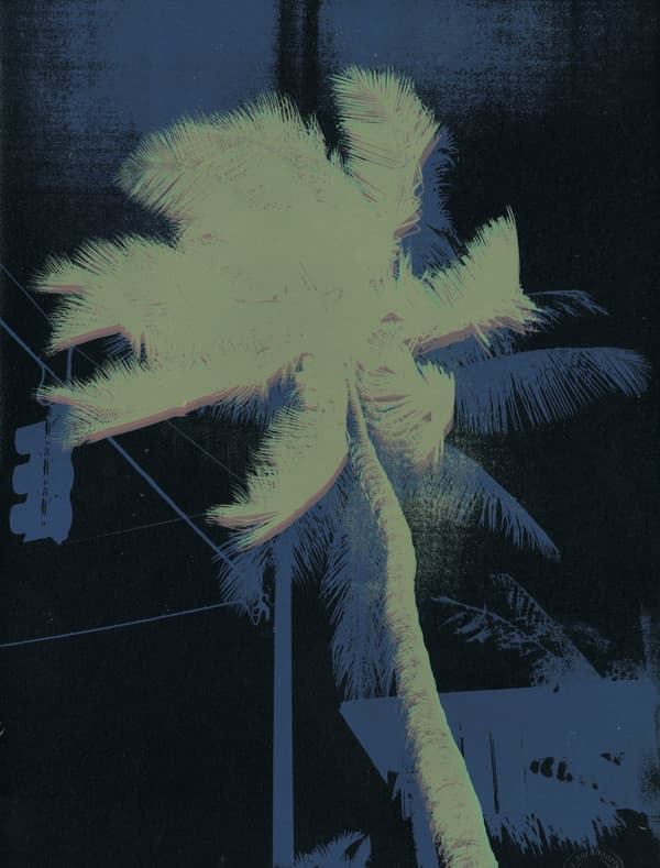 Palm Tree