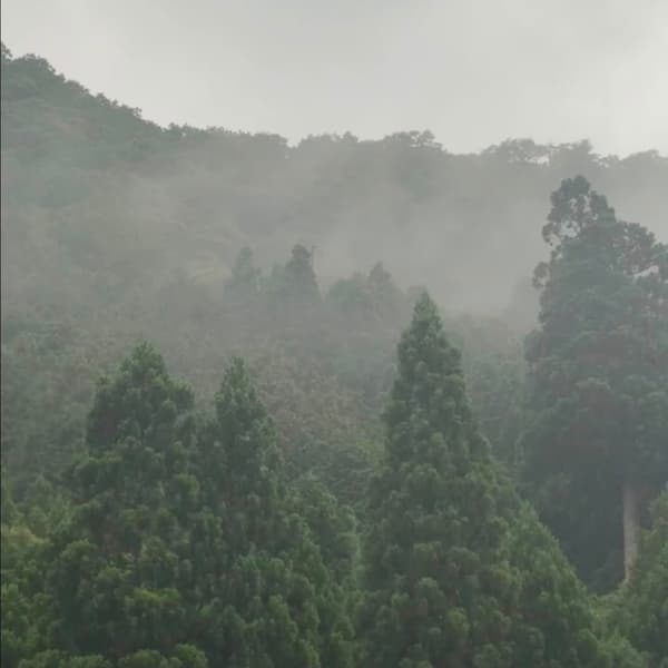 Takashima shigure rain