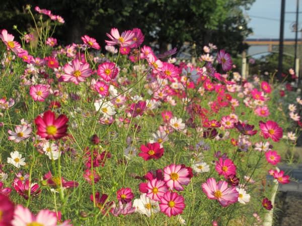 Cosmos 'Akatsuki'