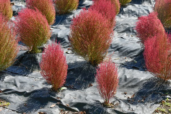 Smaller kochia growing around trees