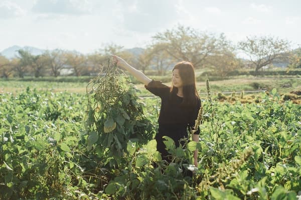 Memanen edamame hitam di ladang