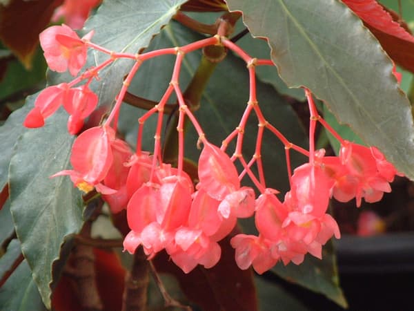 Begonia Semak