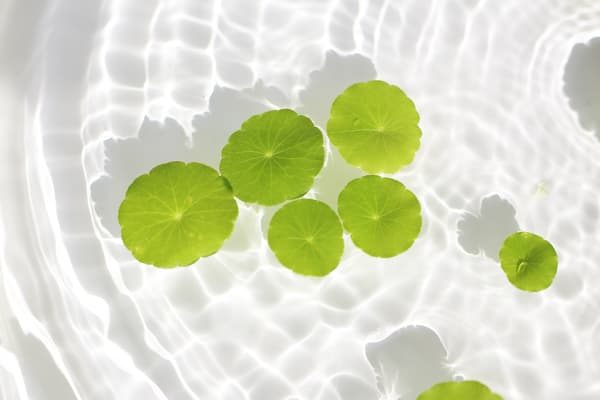 Daun Centella asiatica mengapung di air