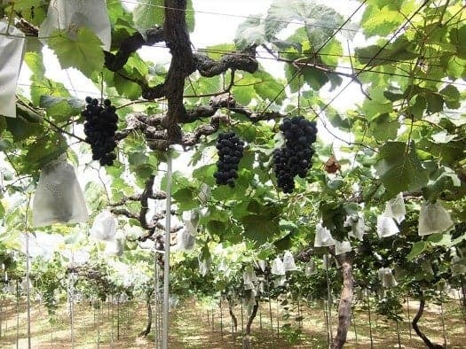 Grape bunches on the vine at Mitoro Kanko Kajuen
