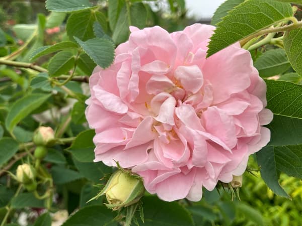 'Maiden's Blush' – Aroma Damask
